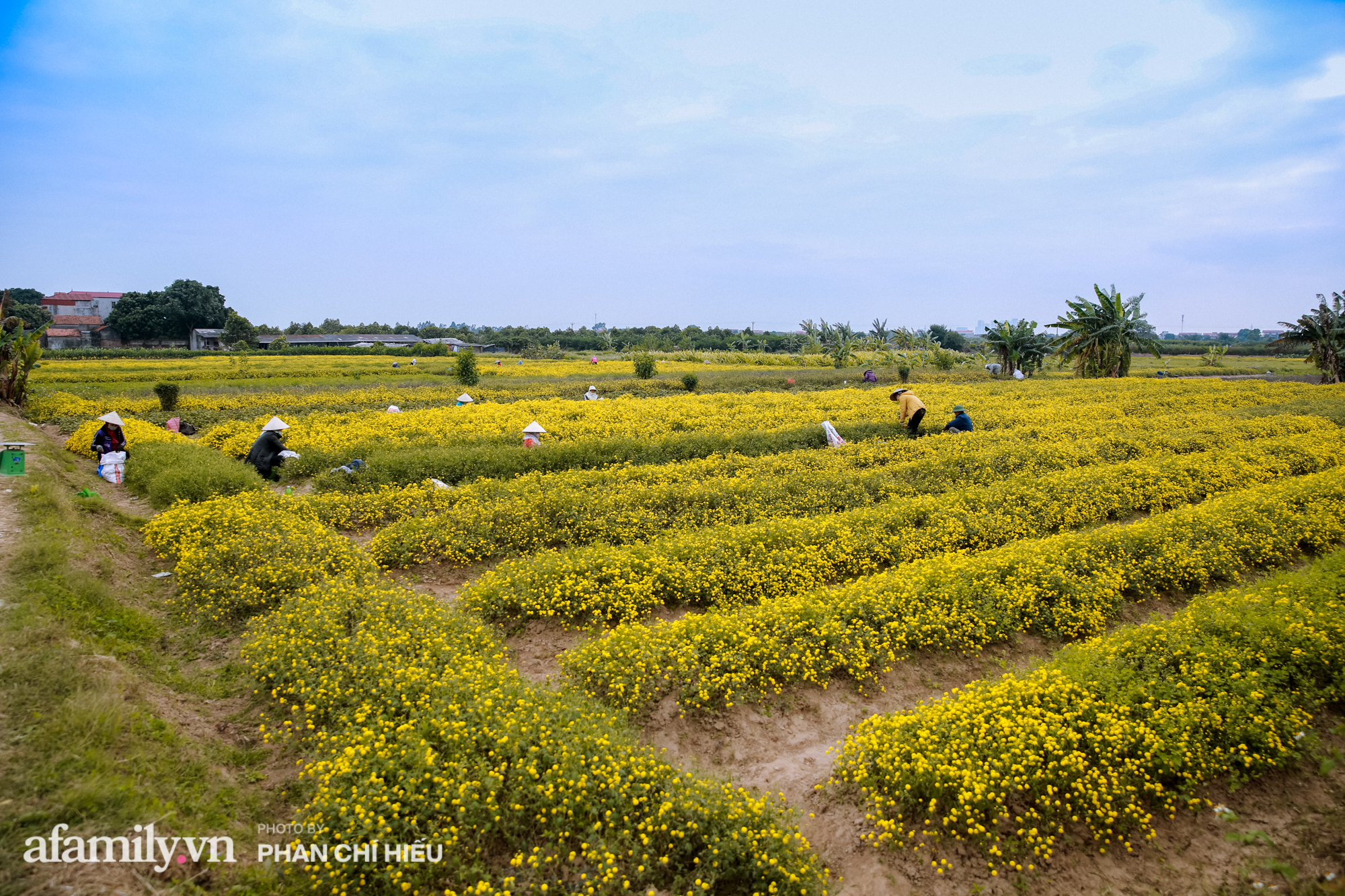 Visit a hundred-year village near Hanoi, possessing the "kingly" chrysanthemum fields  golden, making people everywhere pouring in to take pictures - Photo 2.