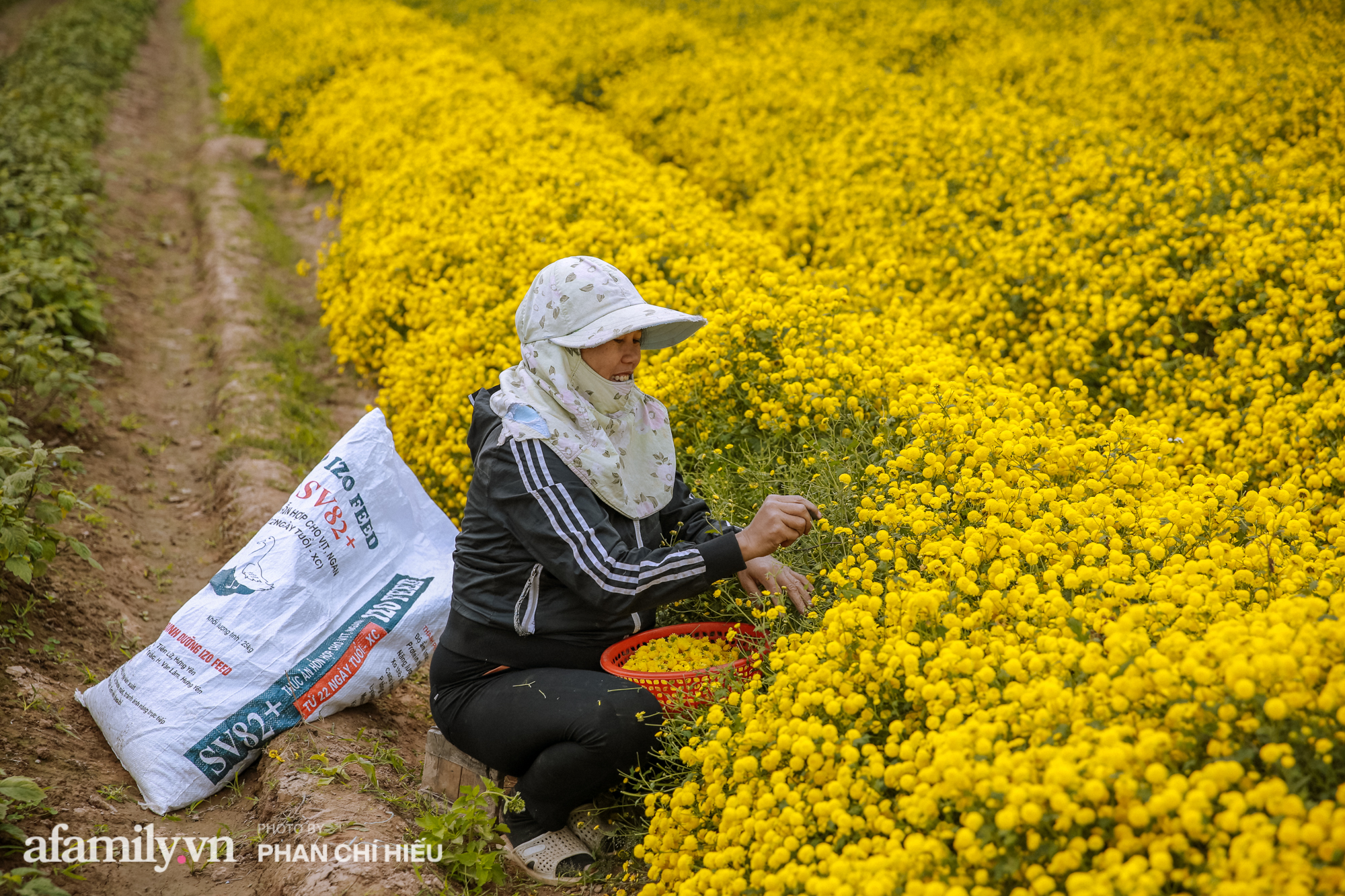 Visit a hundred-year village near Hanoi, possessing the "kingly" chrysanthemum fields  golden, making people everywhere pouring in to take pictures - Photo 9.