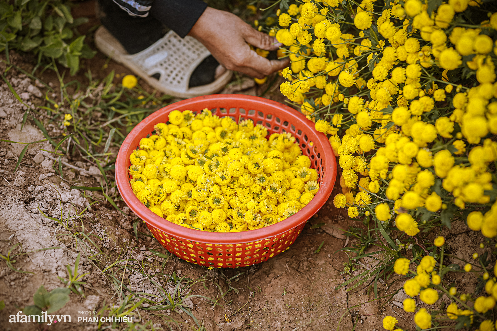Visit a hundred-year village near Hanoi, possessing the "kingly" chrysanthemum fields  golden, making people everywhere pouring in to take pictures - Photo 10.