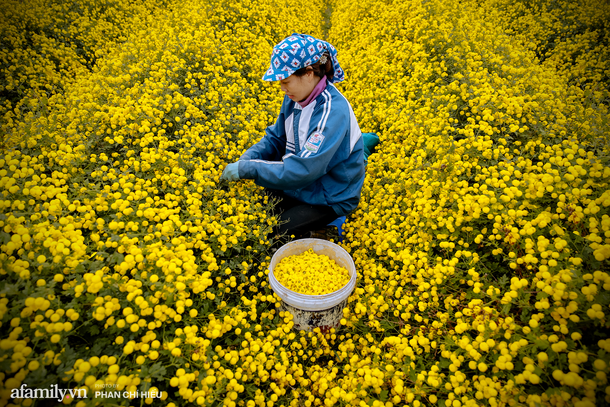 Visit a hundred-year village near Hanoi, possessing the "kingly" chrysanthemum fields  golden, making people everywhere pouring in to take pictures - Photo 1.