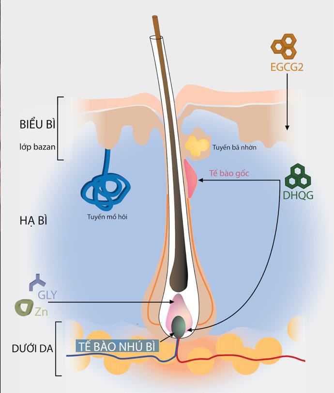 ALIKA- Giải pháp mới mở hy vọng cho người mắc chứng rụng tóc - Ảnh 1.