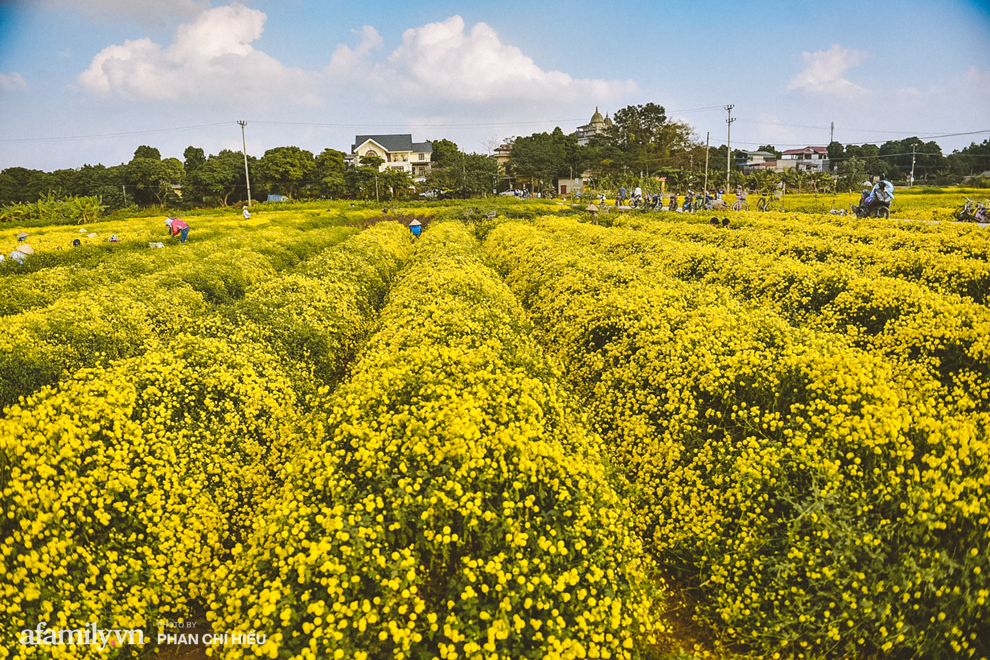 Visit a hundred-year village near Hanoi, possessing the "kingly" chrysanthemum fields  golden, making people everywhere pouring in to take pictures - Photo 10.