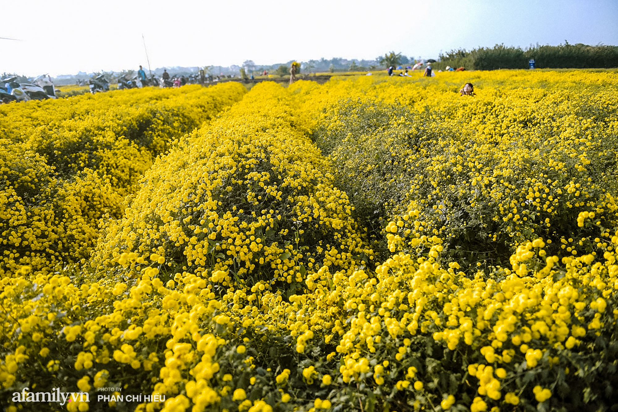 Visit a hundred-year village near Hanoi, possessing the "kingly" chrysanthemum fields  golden, making people everywhere pouring in to take pictures - Photo 15.