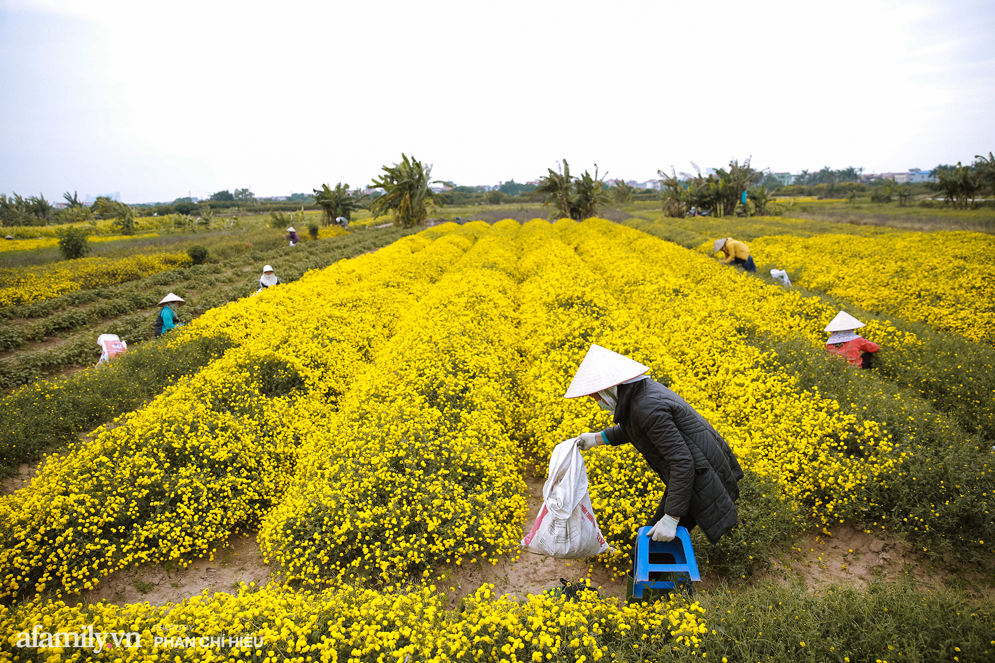 Visit a hundred-year village near Hanoi, possessing the "kingly" chrysanthemum fields  golden, making people everywhere pouring in to take pictures - Photo 3.
