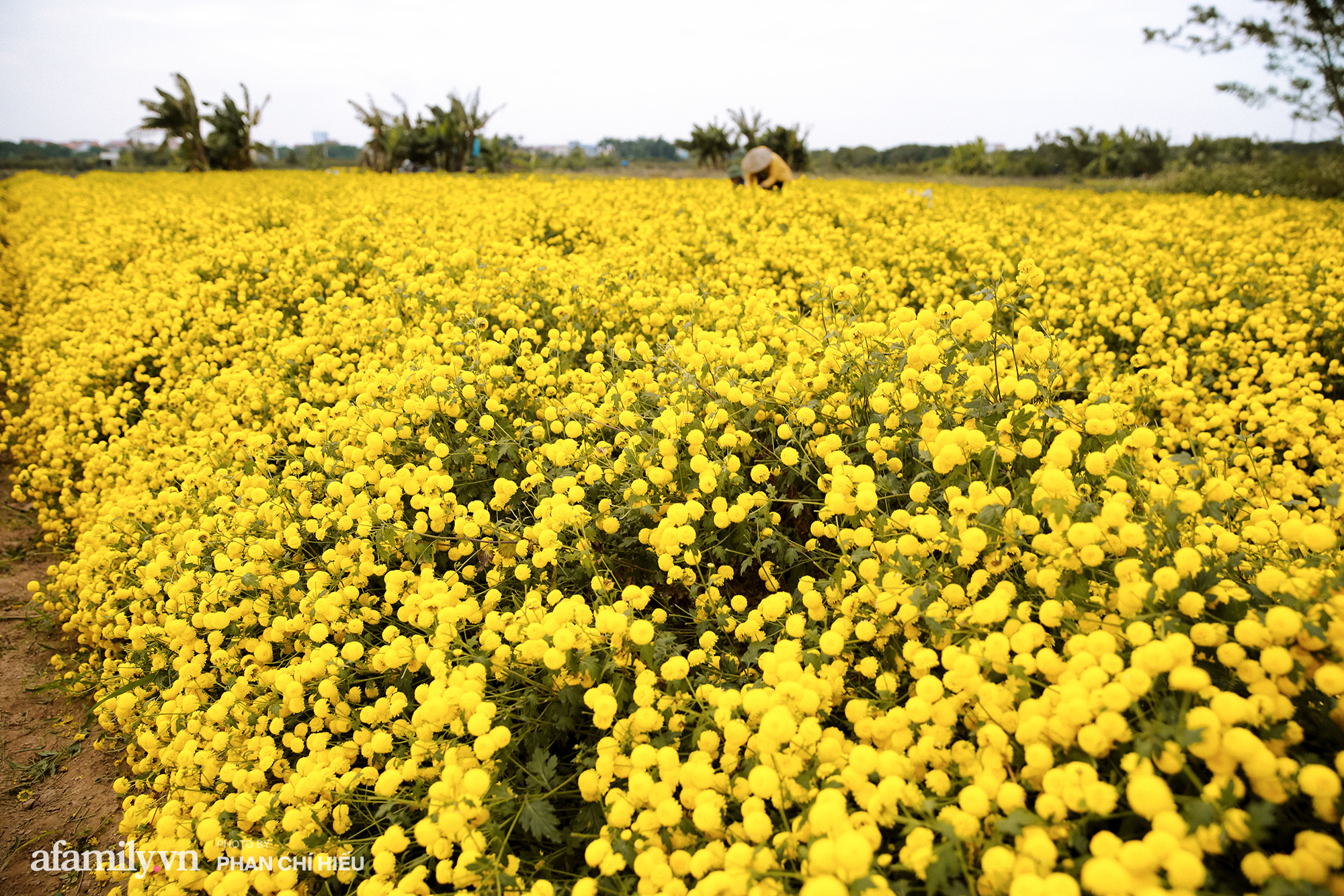 Visit a hundred-year village near Hanoi, possessing the "kingly" chrysanthemum fields  golden, making people everywhere poured in to take pictures - Photo 6.