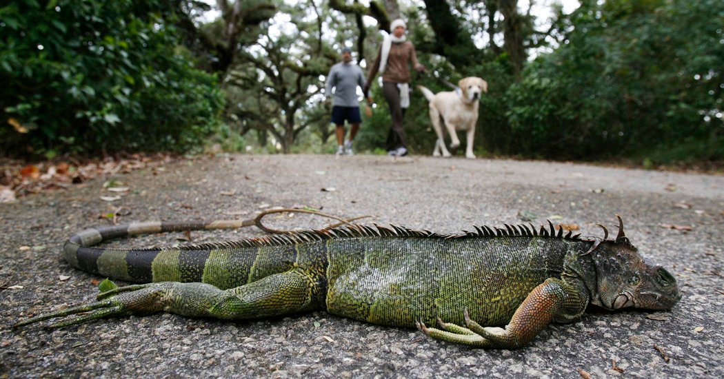 Thay vì tuyết rơi đêm Giáng sinh, người dân Florida nhận một cơn mưa thằn lằn từ trên trời rơi xuống nằm thẳng cẳng đầy đường - Ảnh 4.