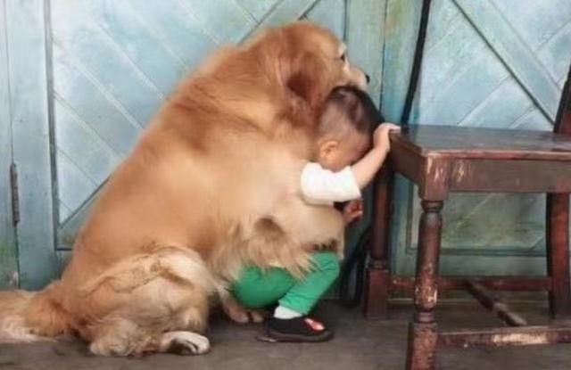 Con trai nhỏ mắc lỗi bị bố giơ gậy dọa đánh, anh chưa kịp làm gì thì chú chó đã lao đến và có một hành động khiến người xem "lịm tim" - Ảnh 2. Con trai nhỏ mắc lỗi bị bố giơ gậy dọa đánh, anh chưa kịp làm gì thì chú chó đã lao đến và có một hành động khiến người xem "lịm tim" - Ảnh 2.