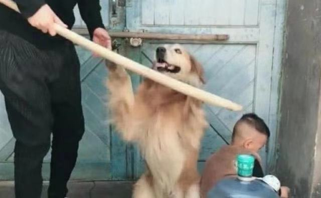 Con trai nhỏ mắc lỗi bị bố giơ gậy dọa đánh, anh chưa kịp làm gì thì chú chó đã lao đến và có một hành động khiến người xem "lịm tim" - Ảnh 1. Con trai nhỏ mắc lỗi bị bố giơ gậy dọa đánh, anh chưa kịp làm gì thì chú chó đã lao đến và có một hành động khiến người xem "lịm tim" - Ảnh 1.