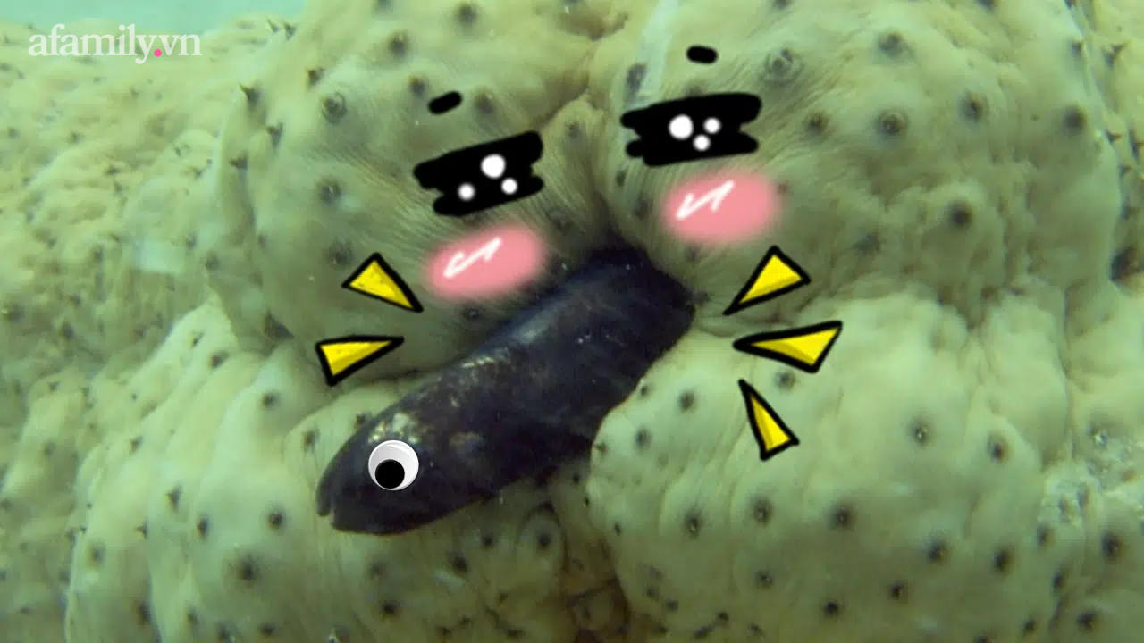 Nếu thấy đời bất c&ocirc;ng th&igrave; đ&acirc;y l&agrave; lo&agrave;i c&aacute; chuy&ecirc;n "ở trọ" trong hậu m&ocirc;n của hải s&acirc;m! - Ảnh 4.