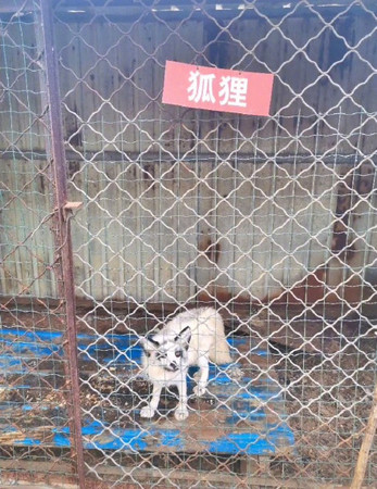 Vườn thú &quot;giản đơn&quot; nhất lịch Trung Hoa: Chi gần 9 nghìn đồng vé vào cửa chỉ để nhìn thấy những cảnh tượng khiến ai cũng choáng váng - Ảnh 5.