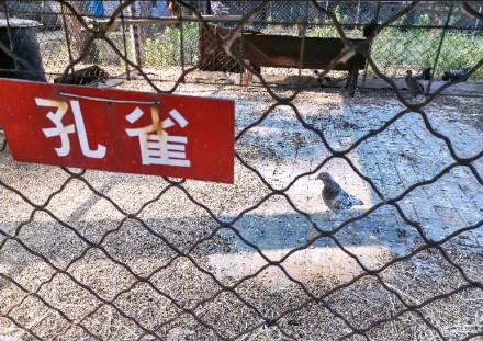 Vườn thú &quot;giản đơn&quot; nhất lịch Trung Hoa: Chi gần 9 nghìn đồng vé vào cửa chỉ để nhìn thấy những cảnh tượng khiến ai cũng choáng váng - Ảnh 2.