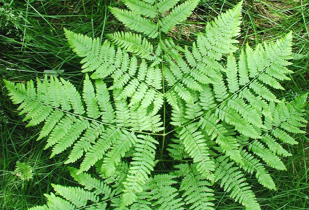 pteridium-aquilinum-latiusculum-le-dkausen-a.jpg