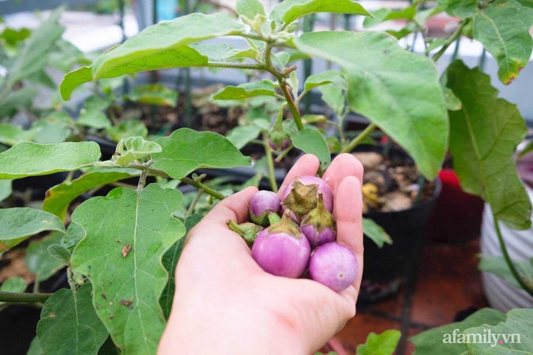 Bí quyết dễ học để tạo góc vườn xanh mát mắt đủ loại rau quả sạch của mẹ 3 con ở Sài Gòn - Ảnh 8.