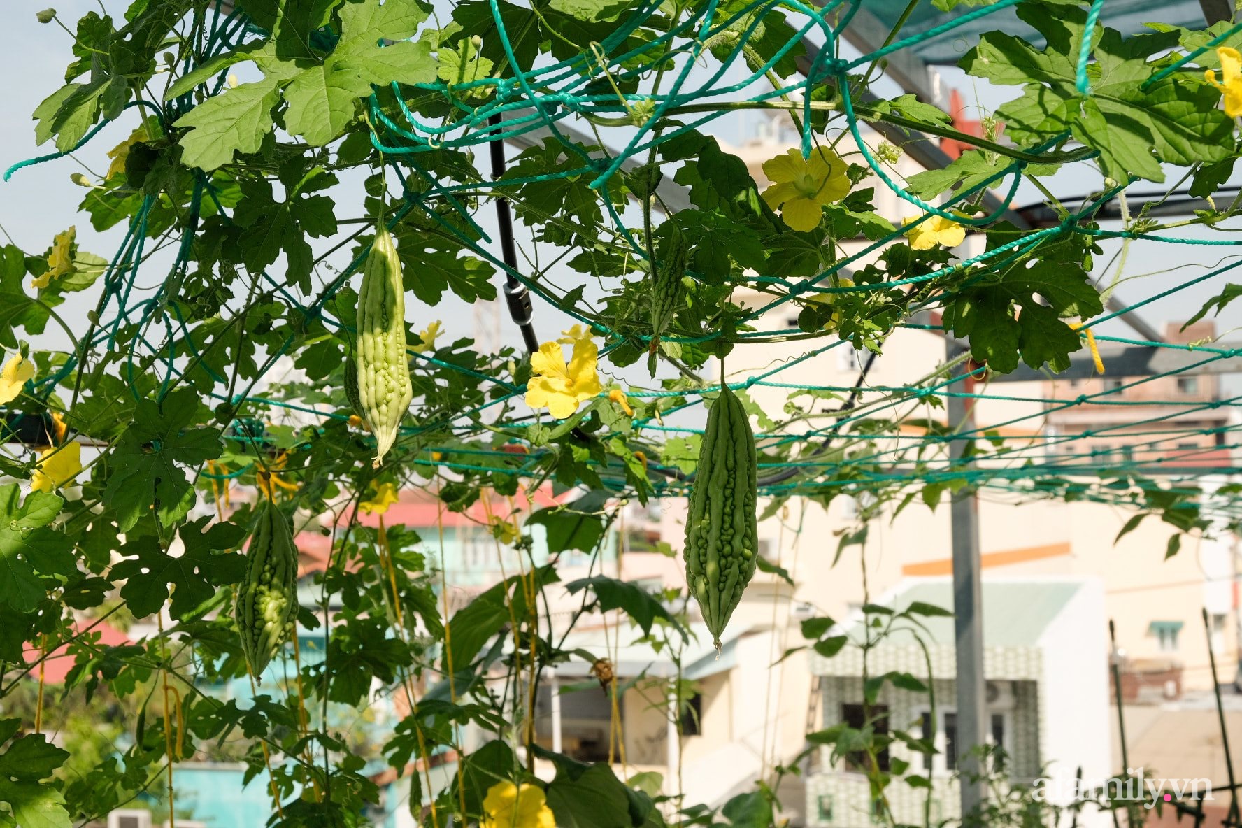 Bí quyết dễ học để tạo góc vườn xanh mát mắt đủ loại rau quả sạch của mẹ 3 con ở Sài Gòn - Ảnh 13.