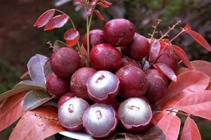 Siêu to khổng lồ hay có màu sắc đặc biệt: 7 loại quả đang trồng ở Việt Nam này tới người Việt chưa chắc đã biết - Ảnh 7.