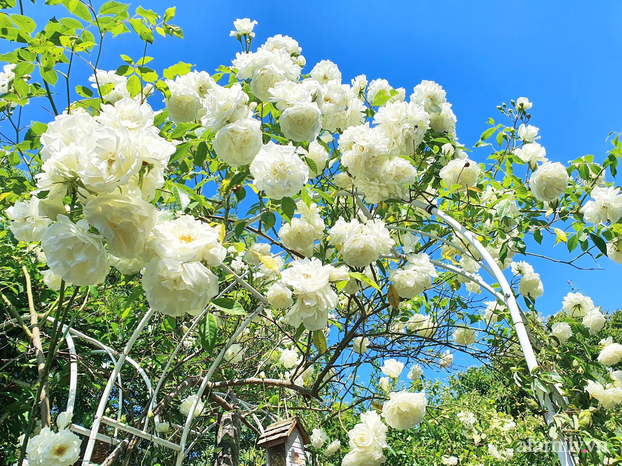Khu vườn trăm hoa đua nở chỉ có mùa xuân ở lại của mẹ Việt ở Anh - Ảnh 1.
