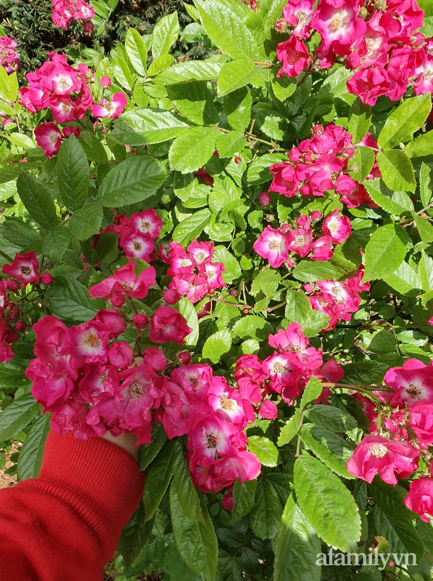 Khu vườn trăm hoa đua nở chỉ có mùa xuân ở lại của mẹ Việt ở Anh - Ảnh 12.