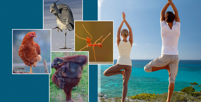 Nghệ sĩ Ch&iacute; T&agrave;i từng thực hiện thử th&aacute;ch "Đứng một ch&acirc;n" để ph&ograve;ng ngừa đột quỵ: Động t&aacute;c n&agrave;y h&oacute;a ra c&oacute; rất nhiều lợi &iacute;ch sức khỏe - Ảnh 3.