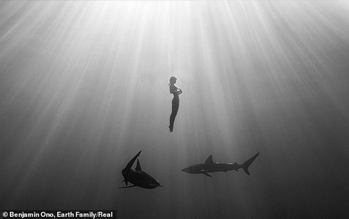 Rùng mình khi người mẫu khỏa thân, không đồ bảo hộ bơi giữa đàn cá mập để chụp ảnh | Giải trí - Ảnh 3.