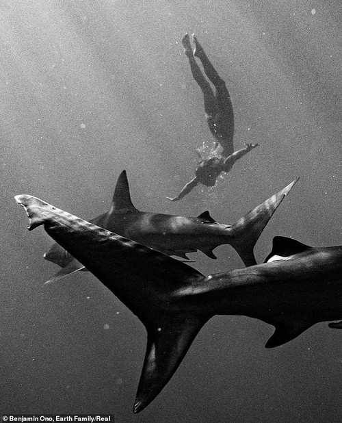 Rùng mình khi người mẫu khỏa thân, không đồ bảo hộ bơi giữa đàn cá mập để chụp ảnh | Giải trí - Ảnh 5.