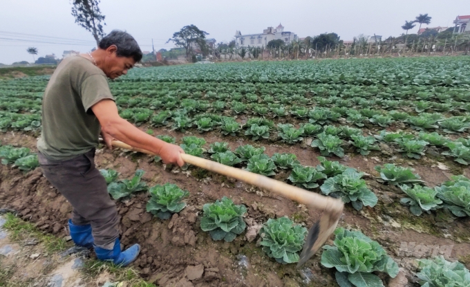 Rau xanh tăng giá, thương lái tranh mua - Ảnh 5.