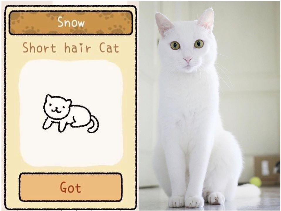 Chị Em Phát Điên Vì Lũ Mèo Trong Game Đang Hot, Nhưng Không Ngờ Ngoài Đời  Chúng Lại Rất Cute