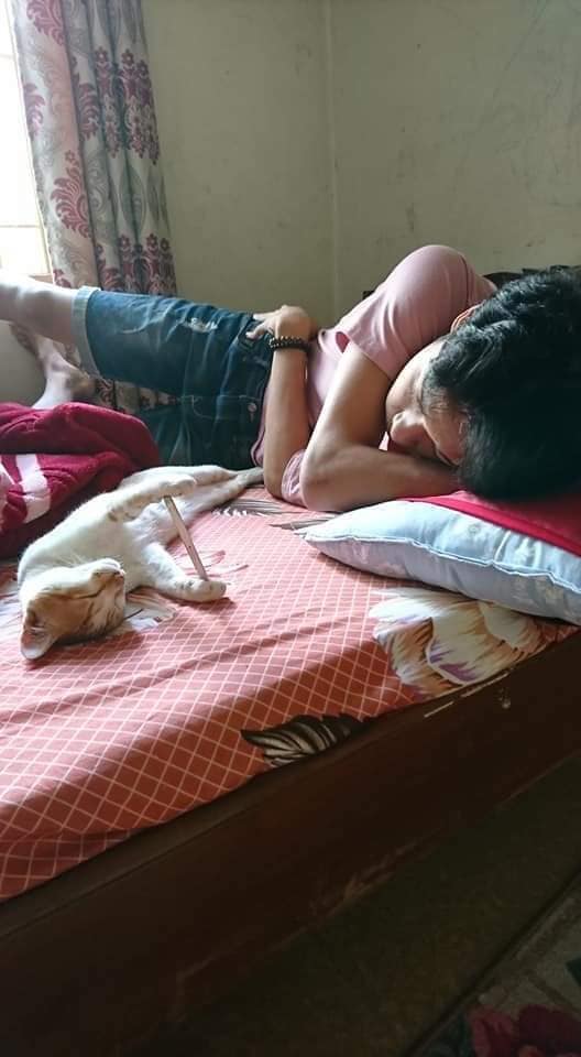 Hình ảnh mèo cưng siêu dễ thương cầm điện thoại cho 