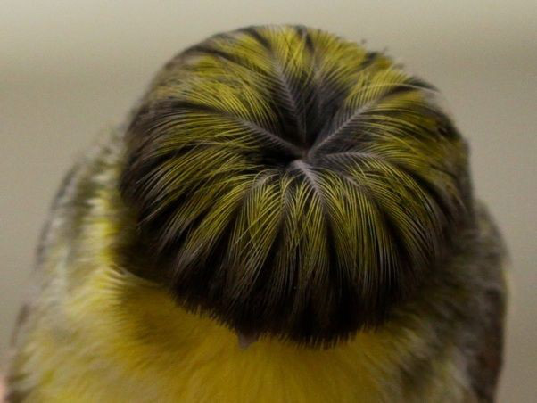 Chú chim nhỏ gây bão mạng vì sở hữu mái tóc y chang nhân vật trong phim Tầng lớp Itaewon - Ảnh 3.