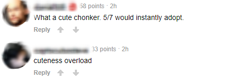Cộng đồng mạng toàn thế giới ngưỡng mộ và dành lời khen không ngớt đến chú chó đang gây bão tại Việt Nam - gần 50K lượt thích sau 5 ngày lập page - Ảnh 6. Cộng đồng mạng toàn thế giới ngưỡng mộ và dành lời khen không ngớt đến chú chó đang gây bão tại Việt Nam - gần 50K lượt thích sau 5 ngày lập page - Ảnh 6.