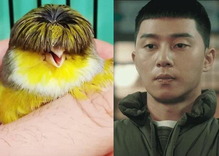 Chú chim nhỏ gây bão mạng vì sở hữu mái tóc y chang nhân vật trong phim Tầng lớp Itaewon - Ảnh 2.
