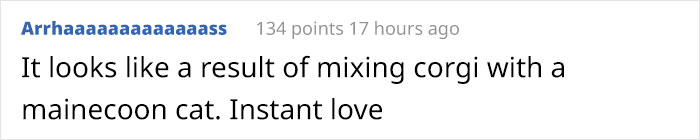 Cộng đồng mạng toàn thế giới ngưỡng mộ và dành lời khen không ngớt đến chú chó đang gây bão tại Việt Nam - gần 50K lượt thích sau 5 ngày lập page - Ảnh 1. Cộng đồng mạng toàn thế giới ngưỡng mộ và dành lời khen không ngớt đến chú chó đang gây bão tại Việt Nam - gần 50K lượt thích sau 5 ngày lập page - Ảnh 1.