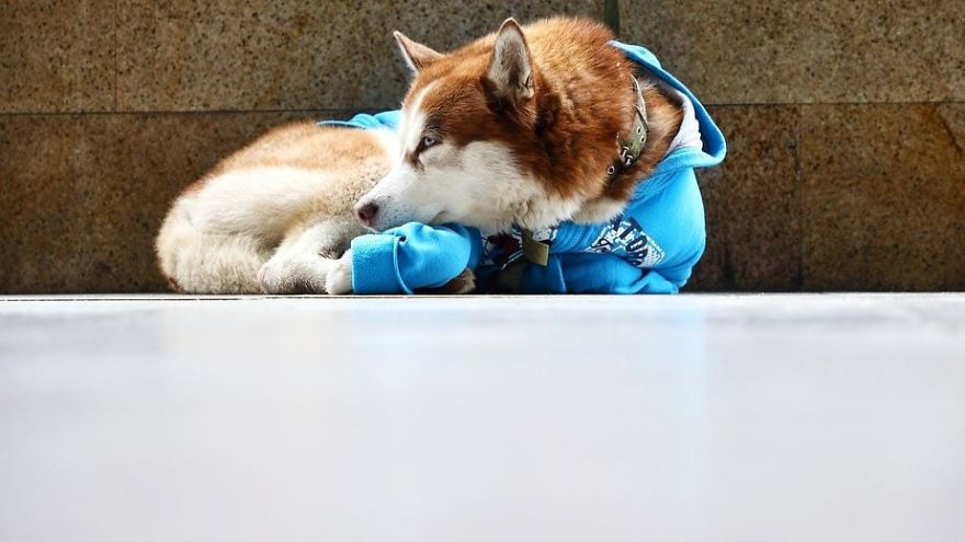 Chó Husky: Gặp gỡ chú chó Husky đáng yêu nhất trong thành phố. Không chỉ sở hữu bộ lông đẹp nhất mà chú còn là một người bạn đáng tin cậy và hoàn hảo cho bất kì ai yêu thích loài chó này. Hãy cùng chiêm ngưỡng hình ảnh chú Husky của chúng tôi và nhận ra sự đáng yêu của chúng.