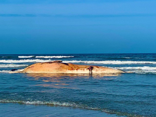 Xác cá voi “khủng” nặng khoảng 10 tấn dạt vào bờ biển Hà Tĩnh - Ảnh 1.