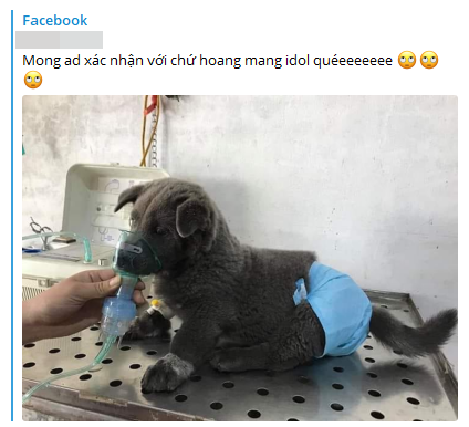 Hot: Sự thật thông tin chú chó hiện tượng mạng Nguyễn Văn Dúi đang bệnh nặng sắp qua đời - Ảnh 1.