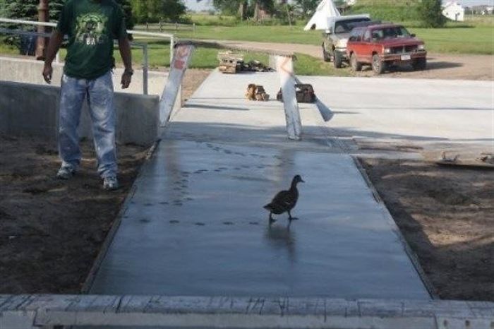 Ch&ugrave;m ảnh o&aacute;i oăm ghi lại th&aacute;i độ "kệ đời đi v&agrave; vui sống" của th&uacute; cưng - Ảnh 9.
