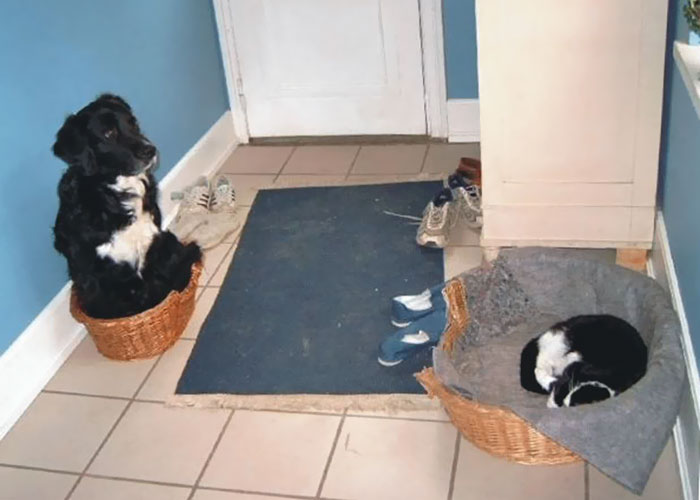 Ch&ugrave;m ảnh o&aacute;i oăm ghi lại th&aacute;i độ "kệ đời đi v&agrave; vui sống" của th&uacute; cưng - Ảnh 25.