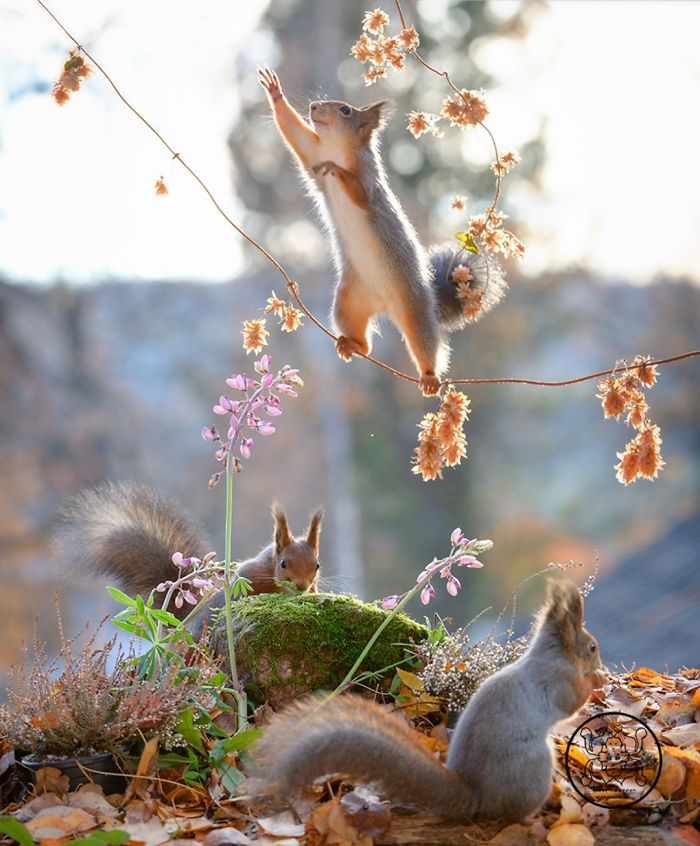 Chùm ảnh những chú sóc đỏ nhỏ bé xinh xắn khiến người xem phải mãn nhãn và trầm trồ - Ảnh 10.