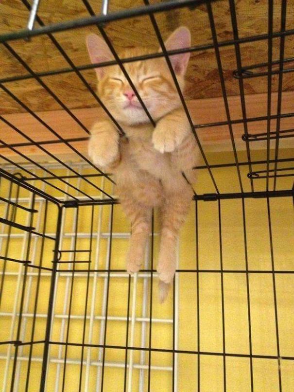 12 bằng chứng cho thấy m&egrave;o l&agrave; lũ "tự nhi&ecirc;n như ruồi", bạ đ&acirc;u cũng lăn ra ngủ được! - Ảnh 4.
