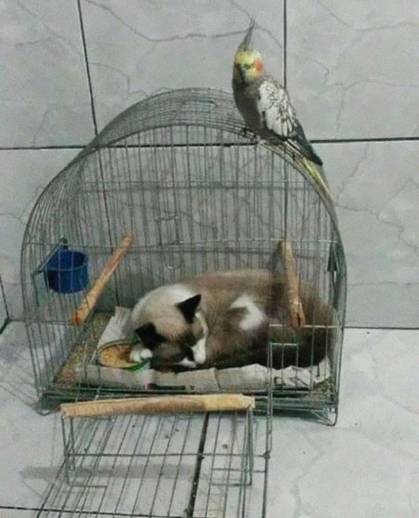 12 bằng chứng cho thấy m&egrave;o l&agrave; lũ "tự nhi&ecirc;n như ruồi", bạ đ&acirc;u cũng lăn ra ngủ được! - Ảnh 6.