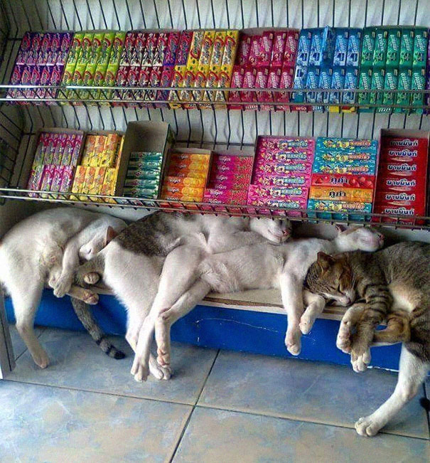12 bằng chứng cho thấy m&egrave;o l&agrave; lũ "tự nhi&ecirc;n như ruồi", bạ đ&acirc;u cũng lăn ra ngủ được! - Ảnh 15.