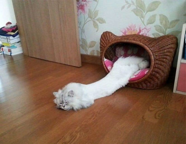 12 bằng chứng cho thấy m&egrave;o l&agrave; lũ "tự nhi&ecirc;n như ruồi", bạ đ&acirc;u cũng lăn ra ngủ được! - Ảnh 17.