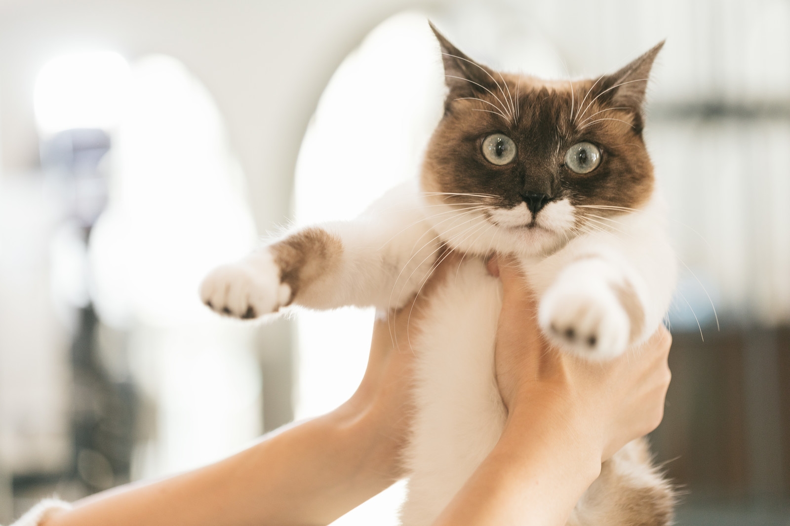 Tại Nhật Bản hiện đ&atilde; c&oacute; t&atilde; d&agrave;nh ri&ecirc;ng cho lo&agrave;i m&egrave;o - Ảnh 3.
