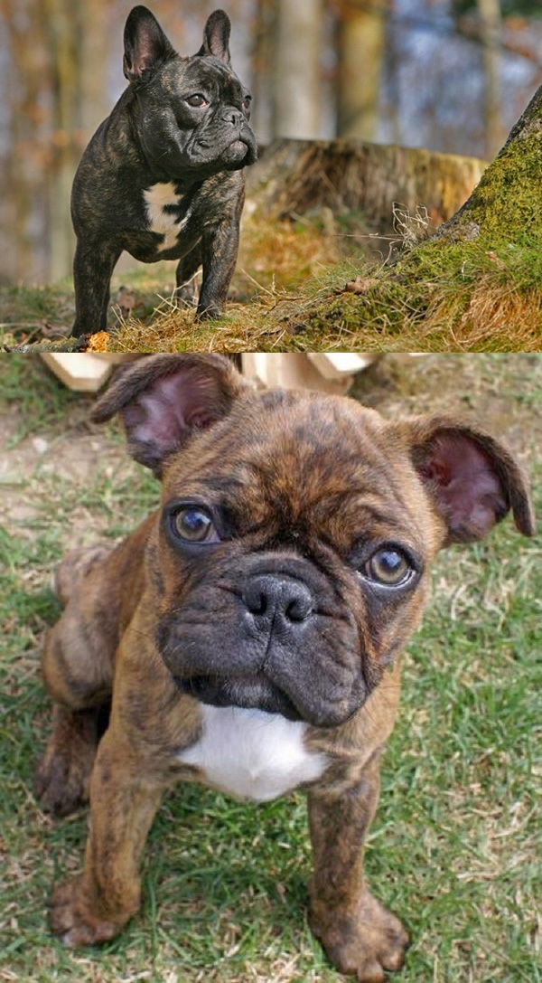 Cười không nhặt được răng vì trót lai Pug với 17 giống chó khác - Ảnh 12. Cười không nhặt được răng vì trót lai Pug với 17 giống chó khác - Ảnh 12.