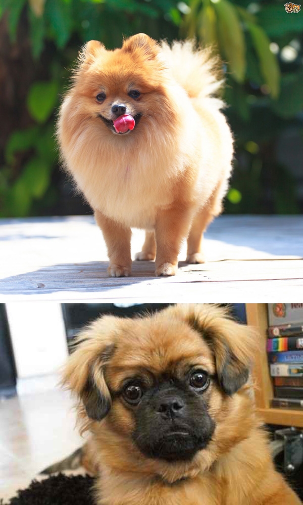 Cười không nhặt được răng vì trót lai Pug với 17 giống chó khác - Ảnh 30. Cười không nhặt được răng vì trót lai Pug với 17 giống chó khác - Ảnh 30.