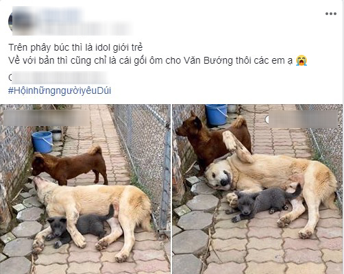 Đáng thương như boss Nguyễn Văn Dúi: Trên facebook thì là 