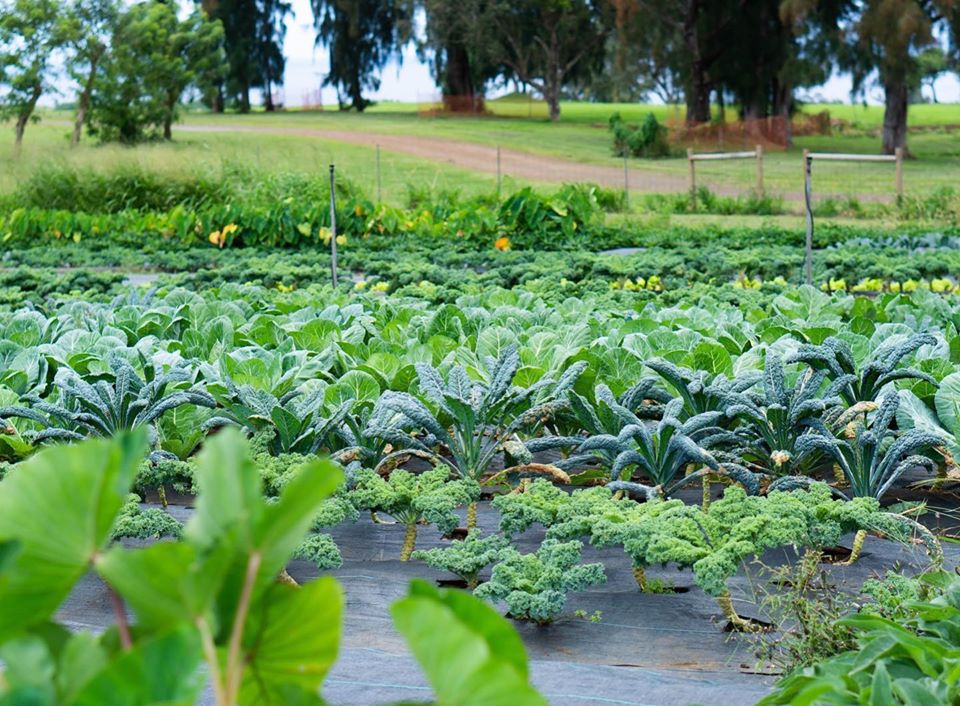 Khu vườn nhiệt đới với hàng trăm loại rau quả được trồng theo phương pháp hữu cơ - Ảnh 2.