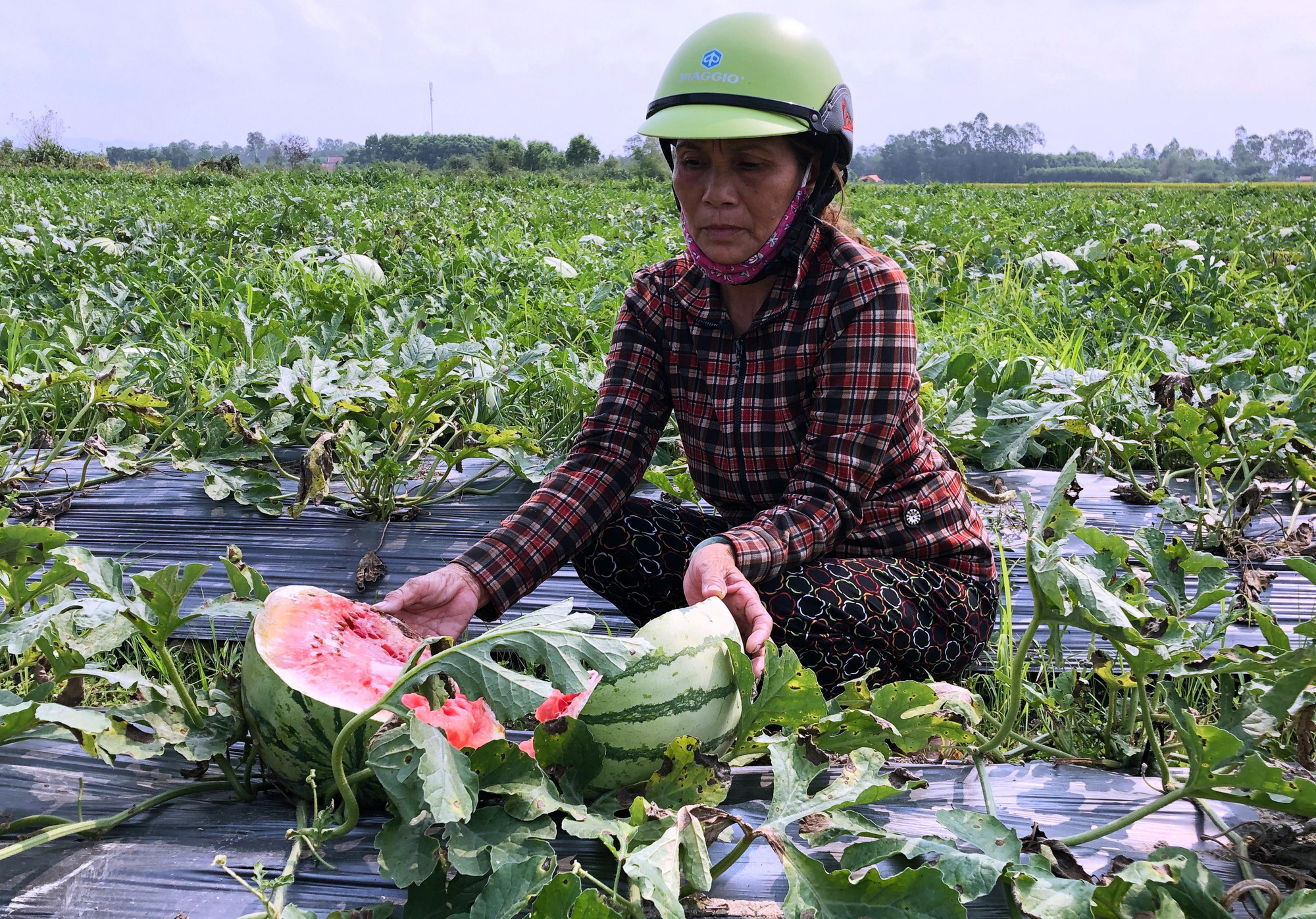 Bi đát cảnh dưa hấu chín rục ngoài đồng, cho không ai lấy - Ảnh 4.