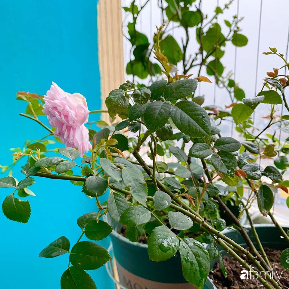 Mẹo hay của mẹ trẻ Hà Nội giúp bạn tự mua phụ kiện tạo vườn hồng đẹp mê ly ở ban công - Ảnh 7.