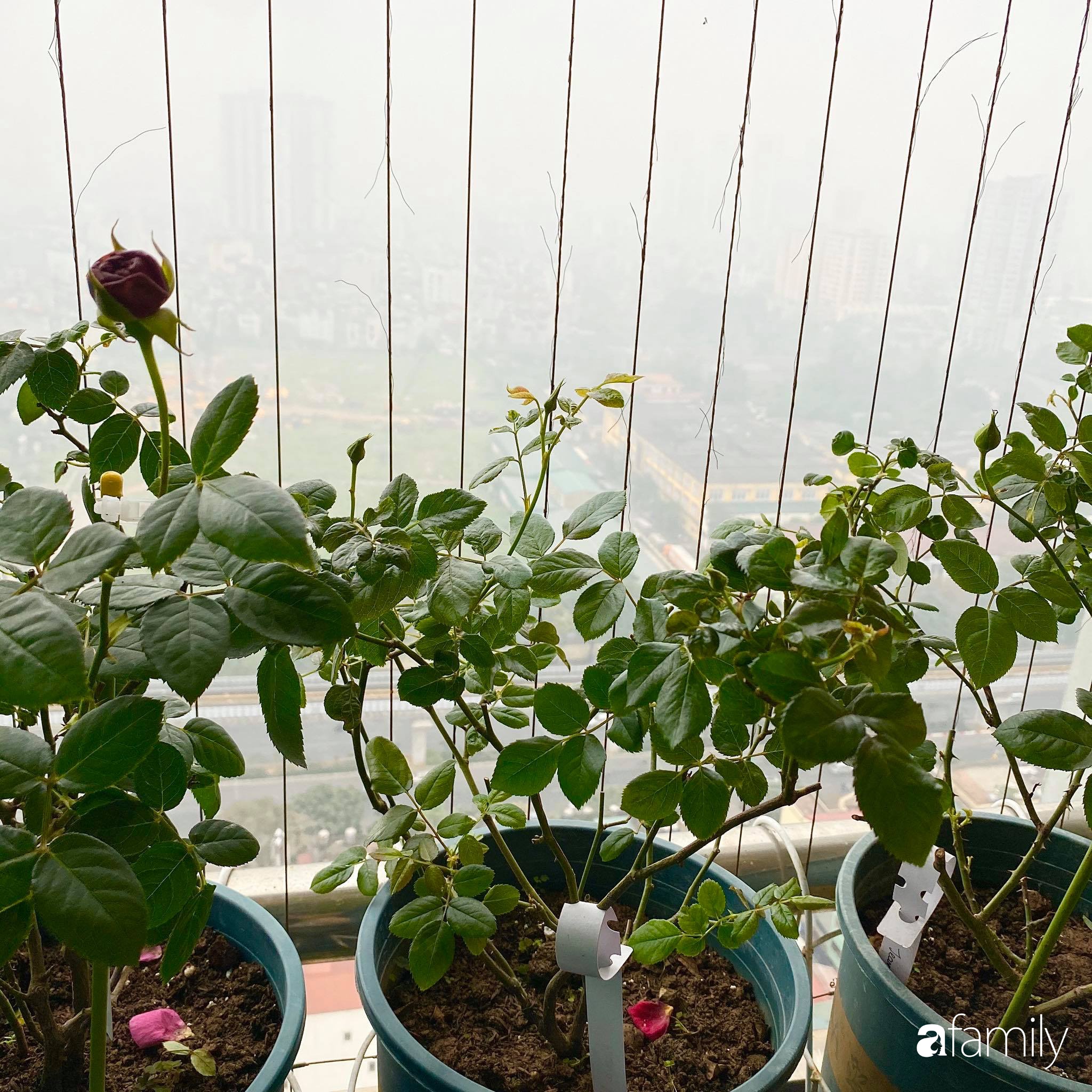 Mẹo hay của mẹ trẻ Hà Nội giúp bạn tự mua phụ kiện tạo vườn hồng đẹp mê ly ở ban công - Ảnh 10.