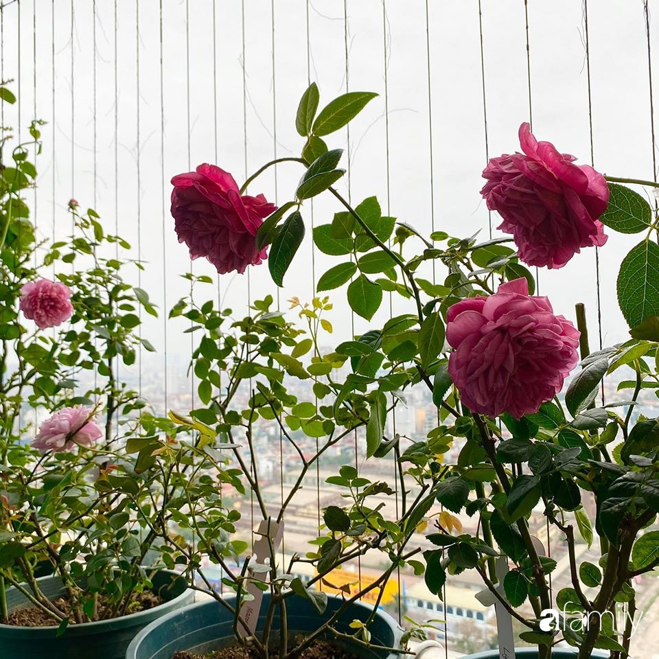 Mẹo hay của mẹ trẻ Hà Nội giúp bạn tự mua phụ kiện tạo vườn hồng đẹp mê ly ở ban công - Ảnh 16.